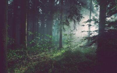 Appel à projets « Aide aux investissements améliorant la résilience environnementale des écosystèmes forestiers